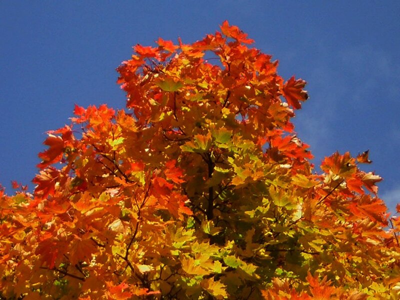 Maple Tree with Autumn Leaves — Red, Vibrant, Photograph, Sky