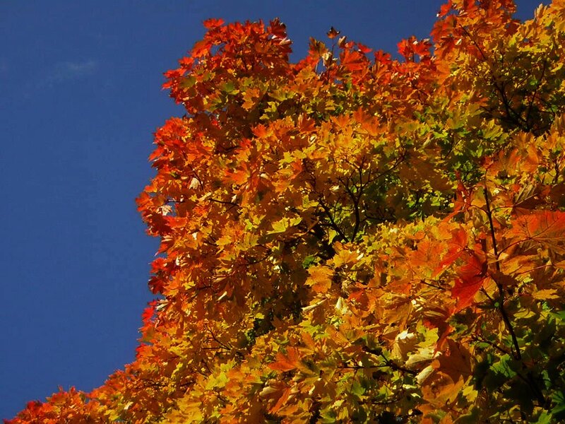 Maple Tree with Autumn Leaves — Red, Vibrant, Photograph
