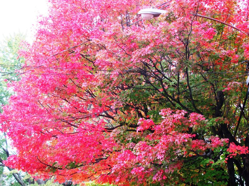 Maple Tree with Autumn Leaves — Red, Vibrant