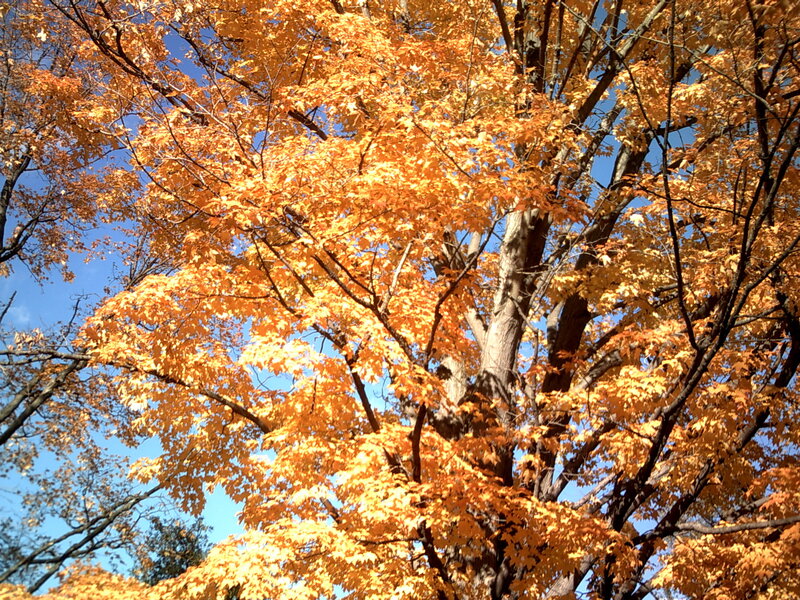 Maple Tree with Autumn Leaves