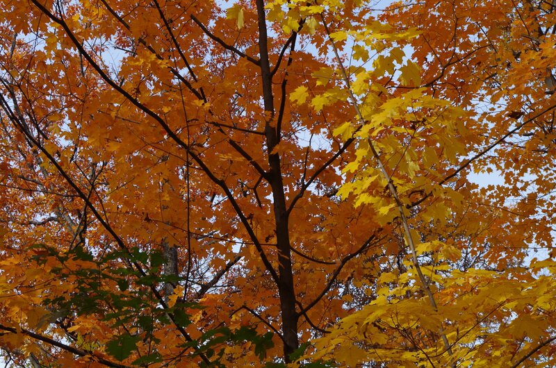Maple Tree with Autumn Leaves — Yellow, Serene, Photograph, Branches, Sky