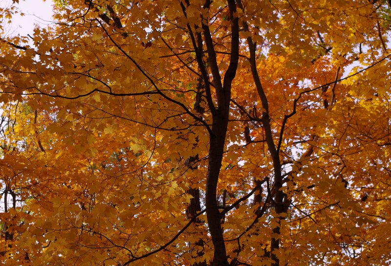 Maple Tree with Autumn Leaves — Yellow, Serene, Photograph, Branches