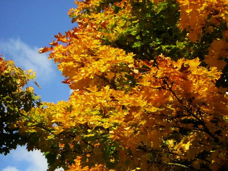 Maple Tree with Autumn Leaves — Yellow, Serene, Photograph, Sky