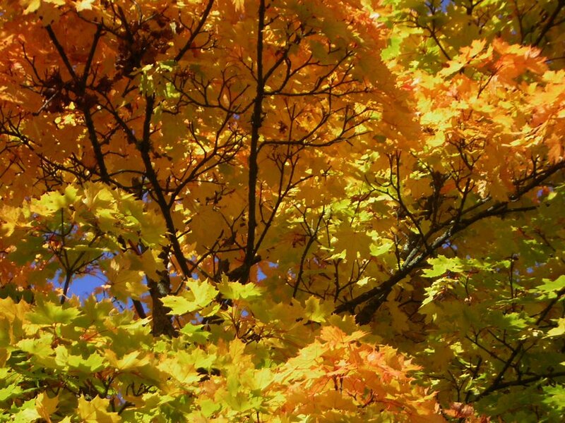 Maple Tree with Autumn Leaves — Yellow, Serene, Photograph