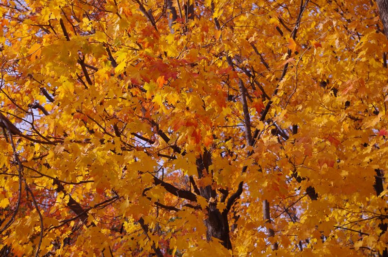 Maple Tree with Autumn Leaves — Yellow, Serene, Photograph, Tree Branches, Sky