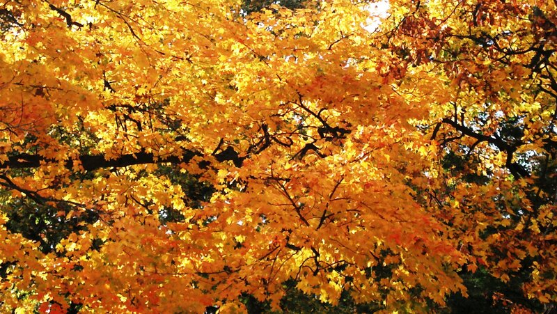 Maple Tree with Autumn Leaves — Yellow, Serene, Photograph, Tree Branches