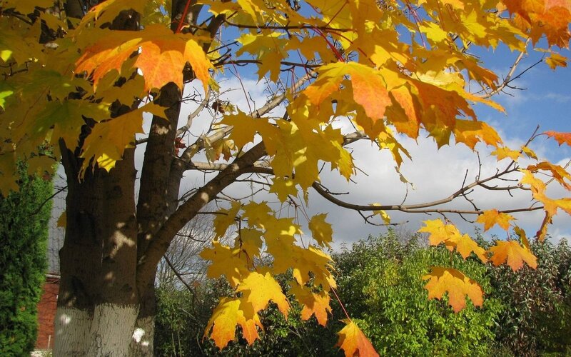 Maple Tree with Autumn Leaves — Yellow, Serene, Photograph, Tree Trunk