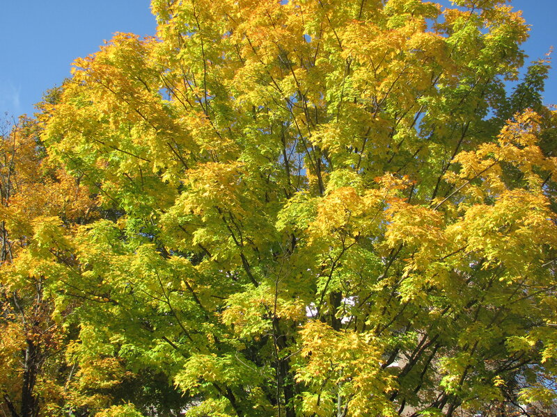 Maple Tree with Autumn Leaves — Yellow, Serene