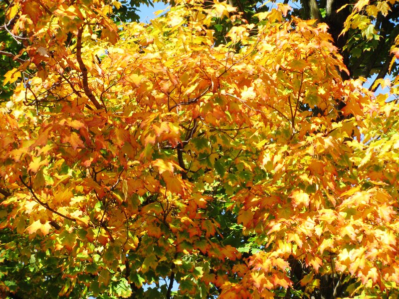Maple Tree with Autumn Leaves — Yellow