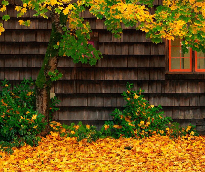 Maple Tree with Fallen Leaves