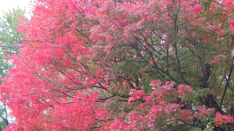Maple Tree with Red Leaves — Calm, Autumn