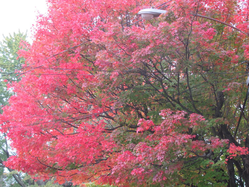 Maple Tree with Red Leaves — Calm