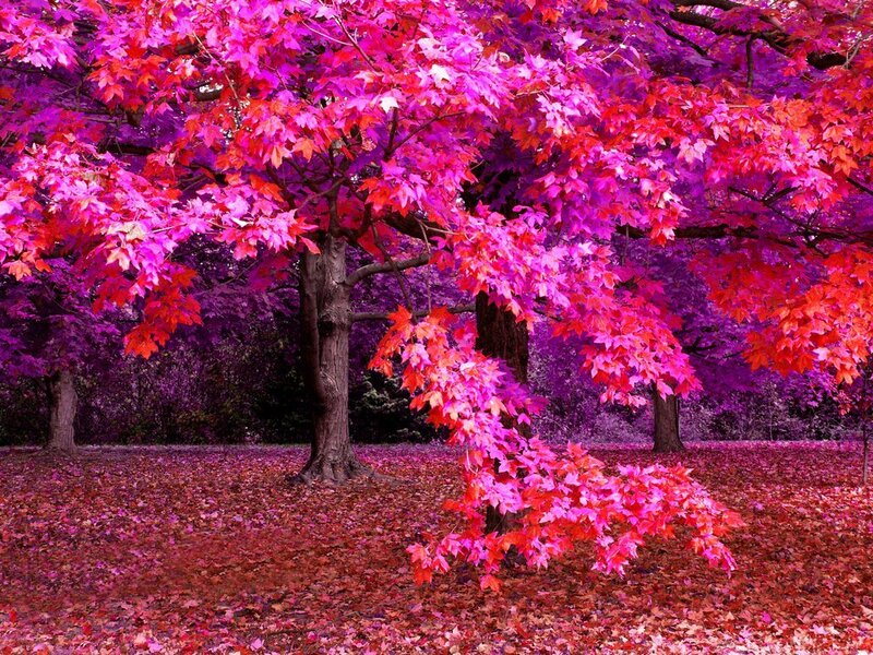 Maple Tree with Red Leaves