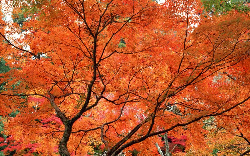 Maple Tree with Red Leaves — Vibrant, Autumn