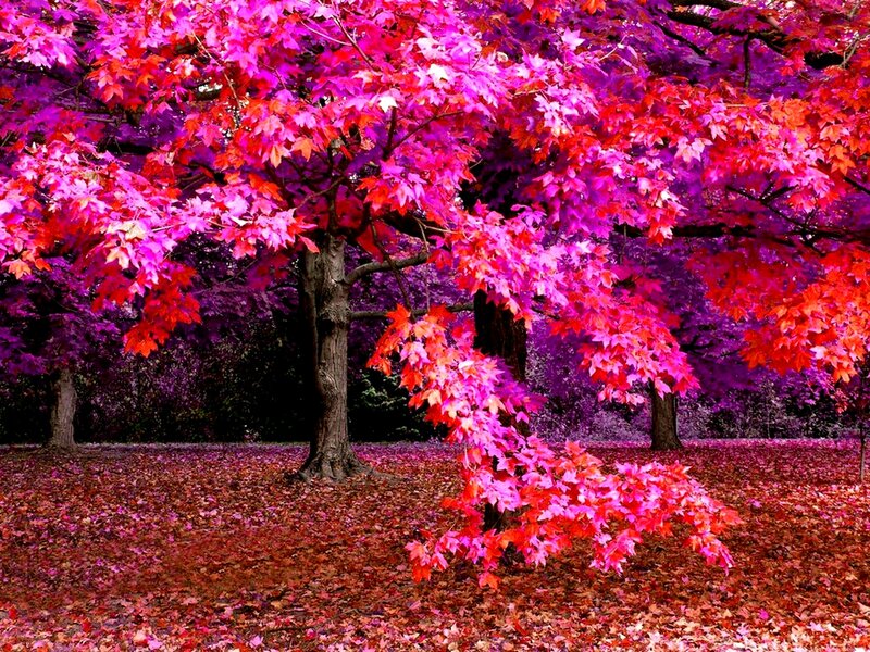 Maple Tree with Red Leaves — Vibrant