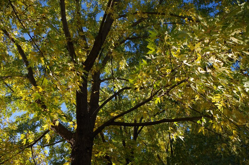 Maple Tree with Yellow Leaves — Green