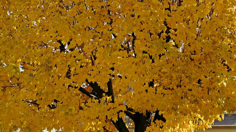Maple Tree with Yellow Leaves — Serene