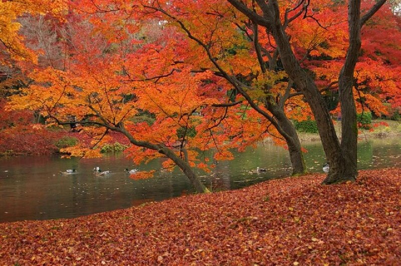 Maple Trees by Pond