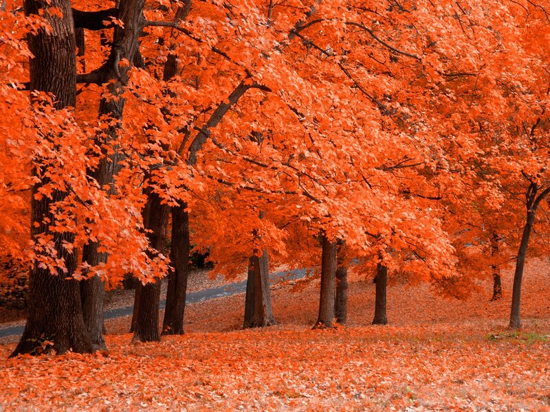 Maple Trees in Autumn — Orange, Serene