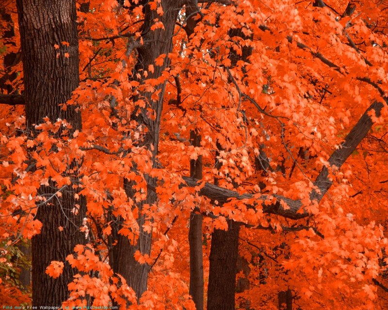 Maple Trees in Autumn — Orange
