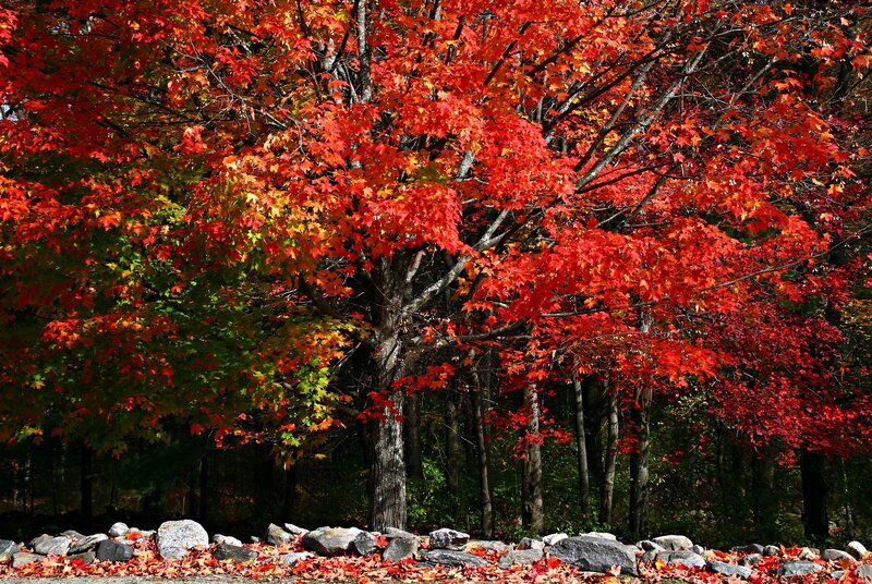 Maple Trees in Autumn — Red, Serene, Photograph