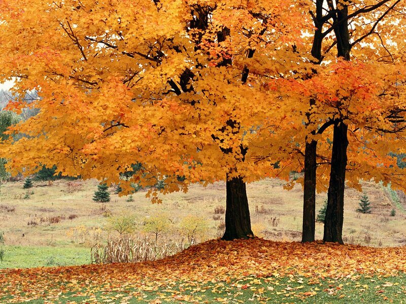 Maple Trees in Autumn — Yellow, Serene, Photograph