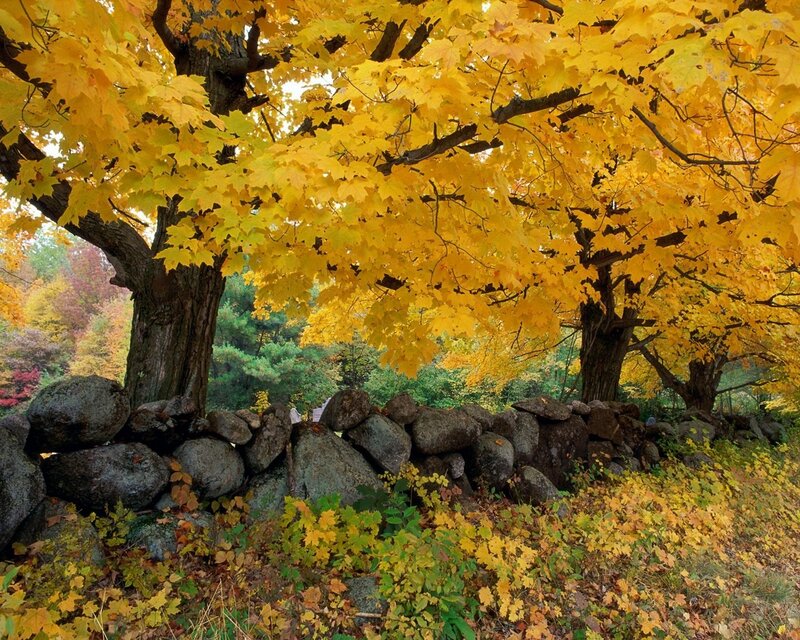 Maple Trees in Autumn — Yellow