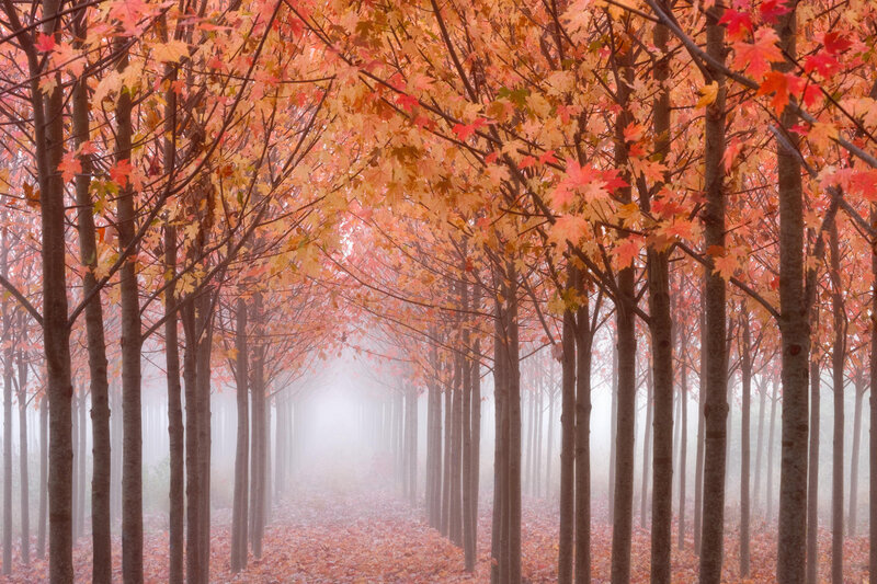 Maple Trees in Fog — Red