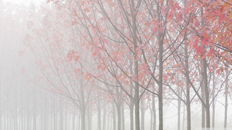 Maple Trees in Fog