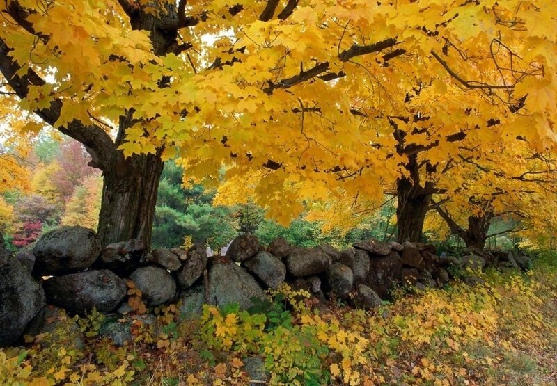 Maple Trees with Yellow Leaves — Serene