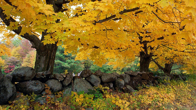Maple Trees with Yellow Leaves