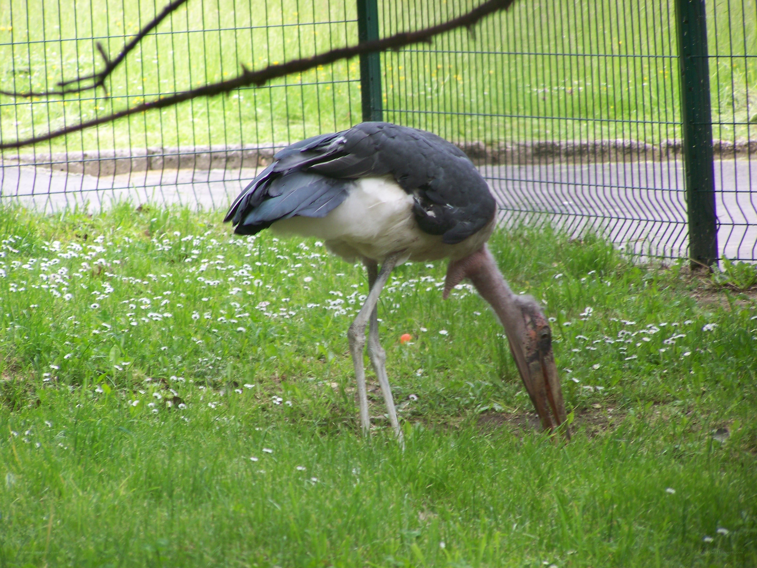Marabou stork foraging in grass