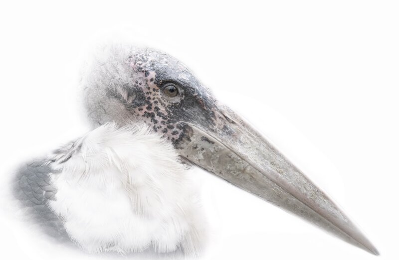 Marabou Stork Head