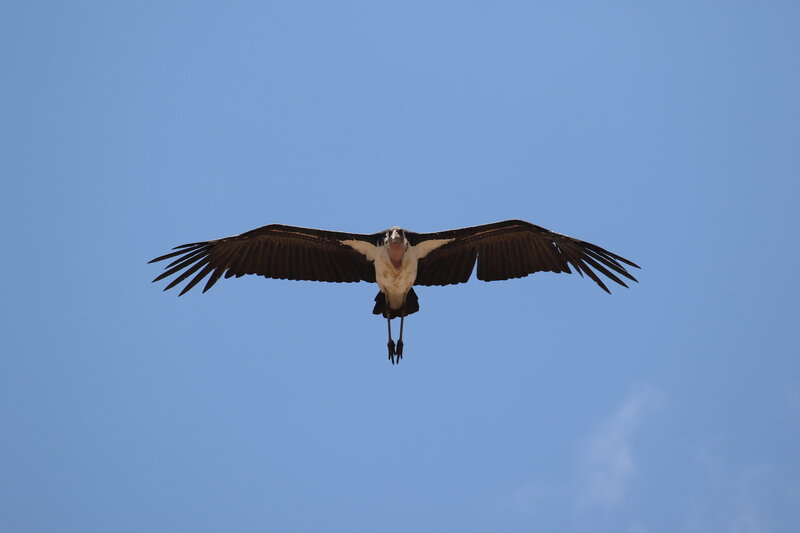 Marabou Stork in Flight