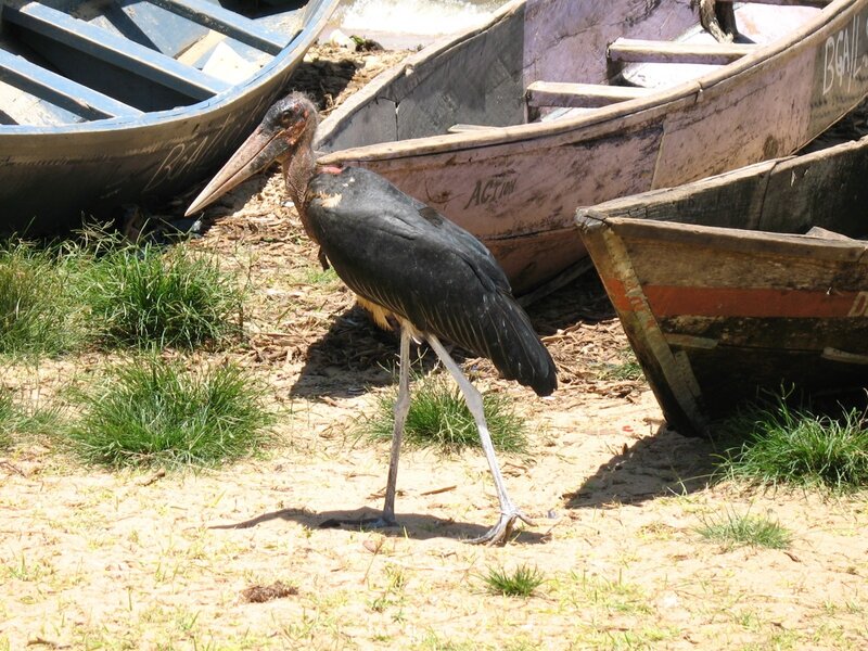 Marabou stork near boats