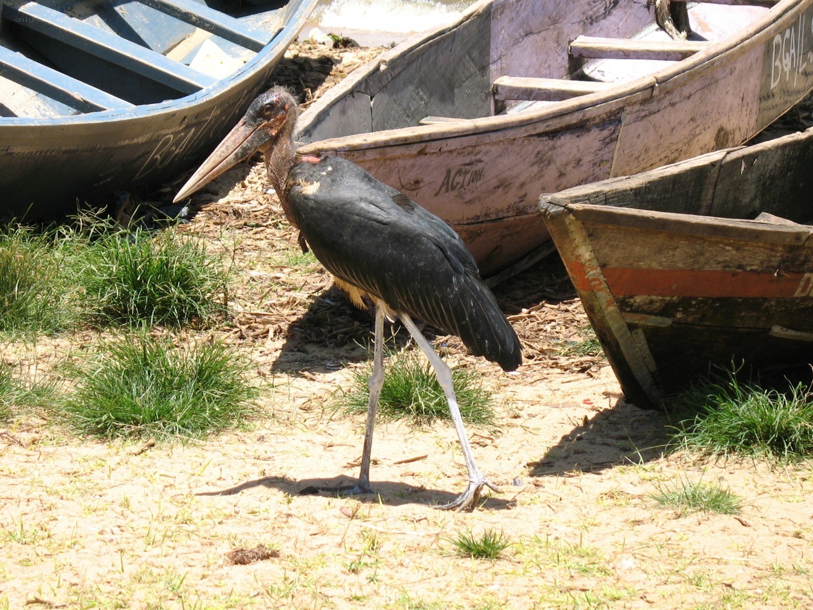 Marabou stork near boats