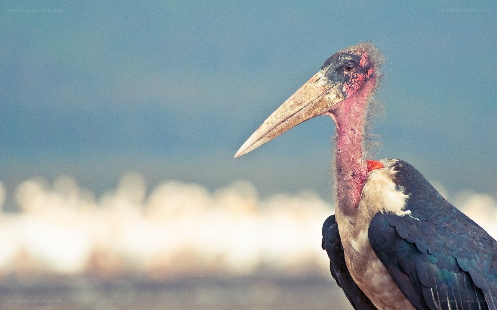 Marabou stork portrait
