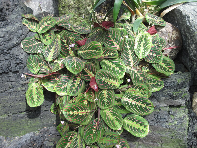 Maranta Leuconeura Plant — Green