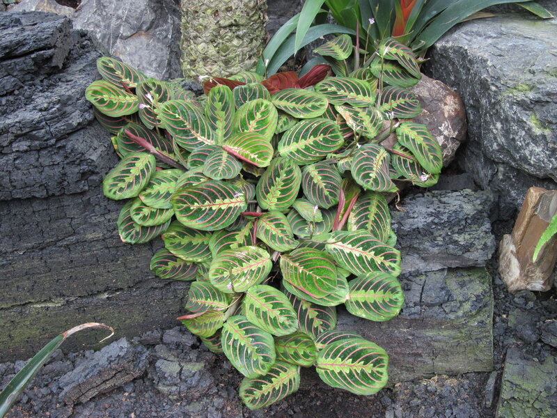Maranta Leuconeura Plant