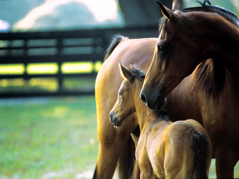 Mare and Foal — Brown, Calm