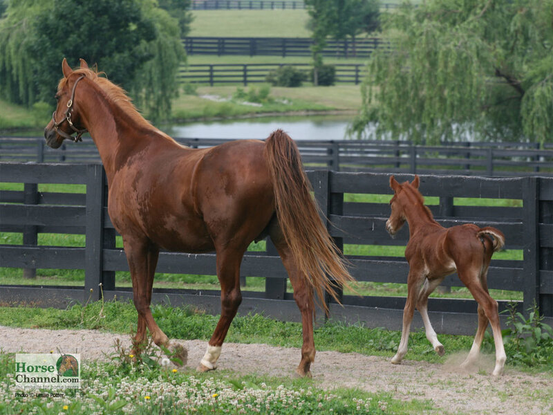 Mare and Foal — Brown