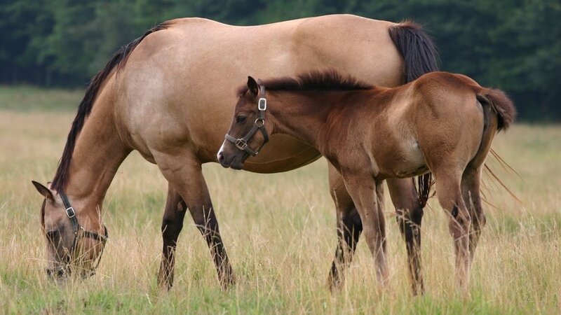 Mare and Foal Grazing — Brown