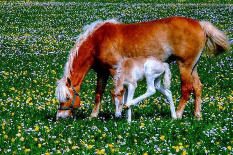 Mare and Foal Grazing — Green, Serene, Spring