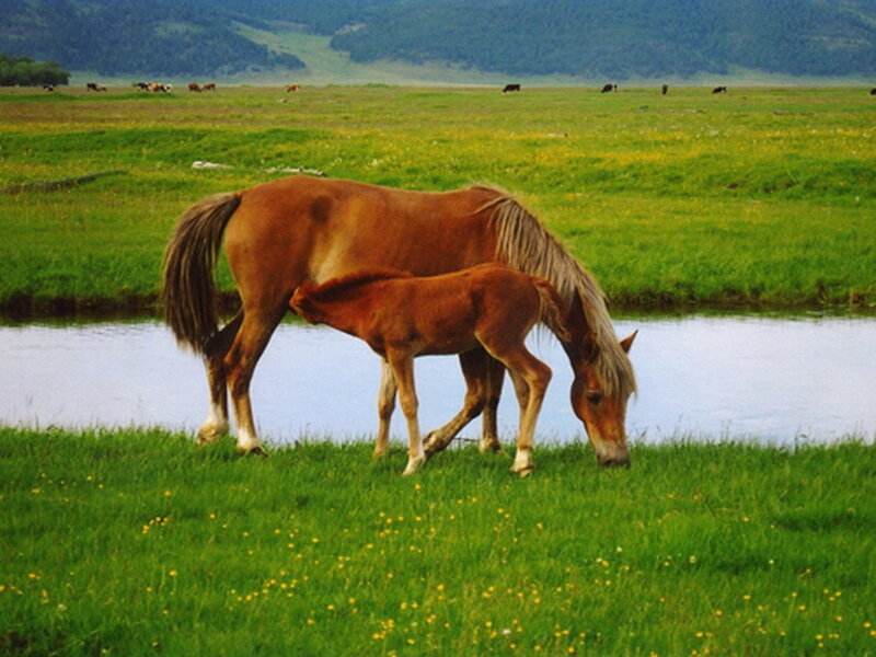 Mare and Foal Grazing — Green