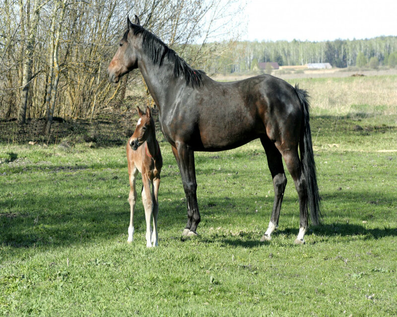 Mare and Foal — Green