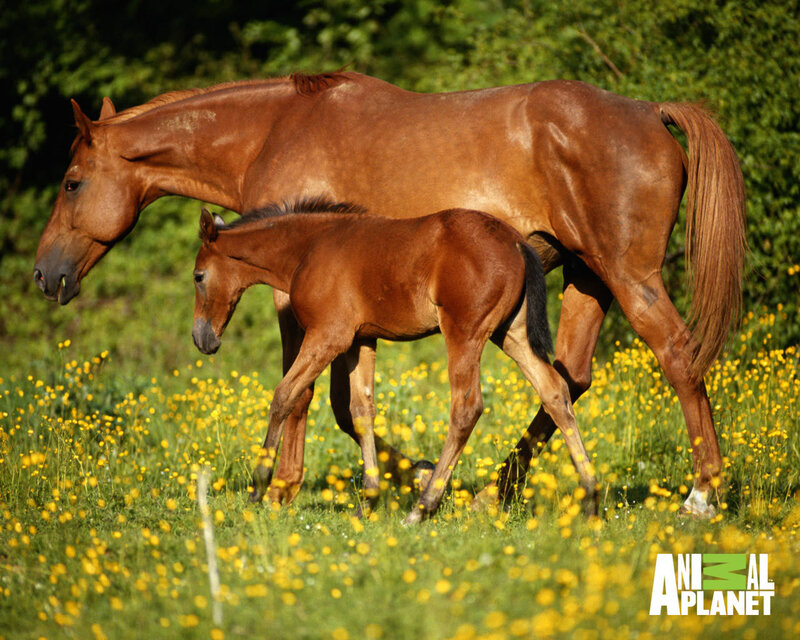 mare and foal in a field