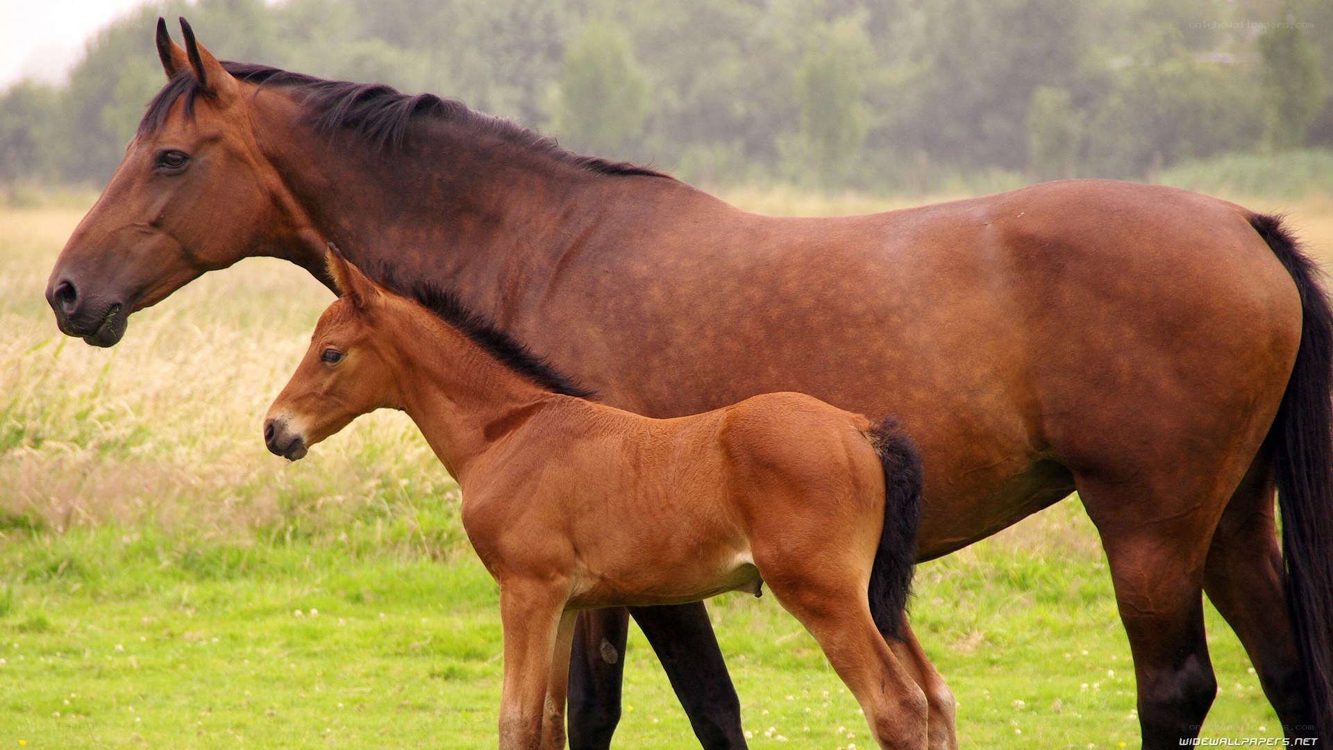 mare and foal in a field