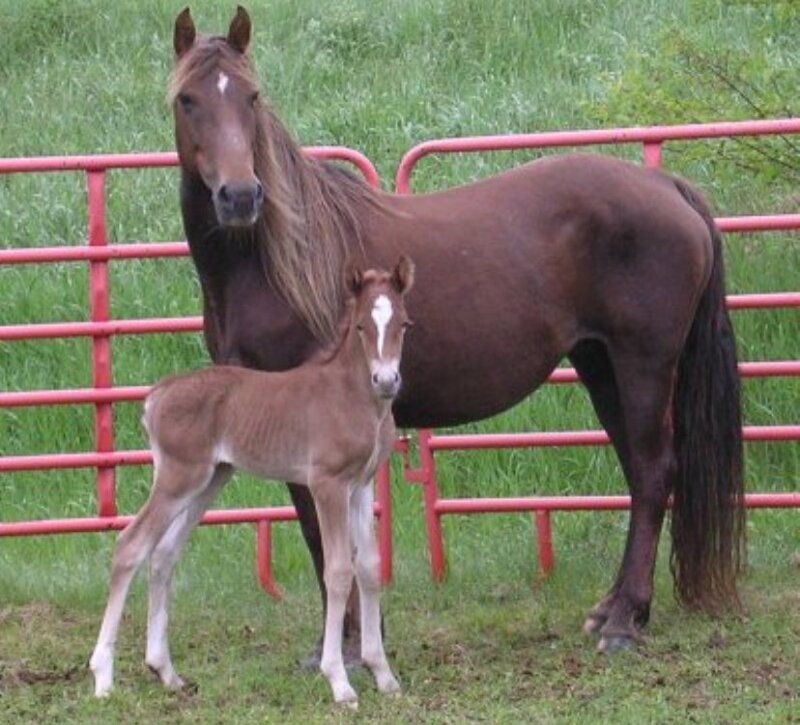 mare and foal in a paddock