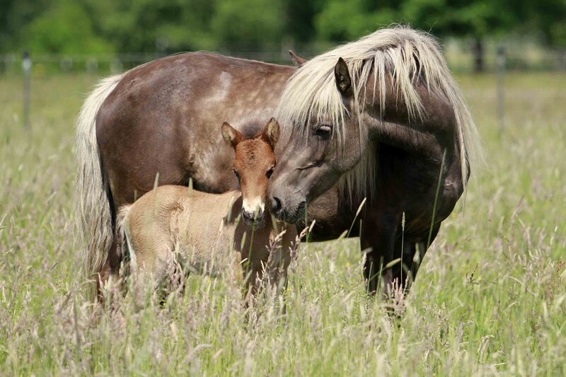 Mare and Foal in Field — Green