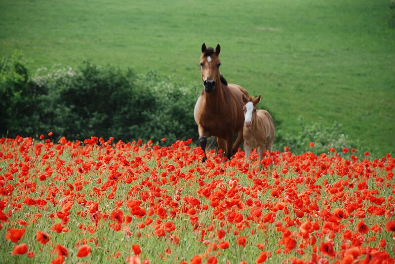 Mare and Foal in Field — Red